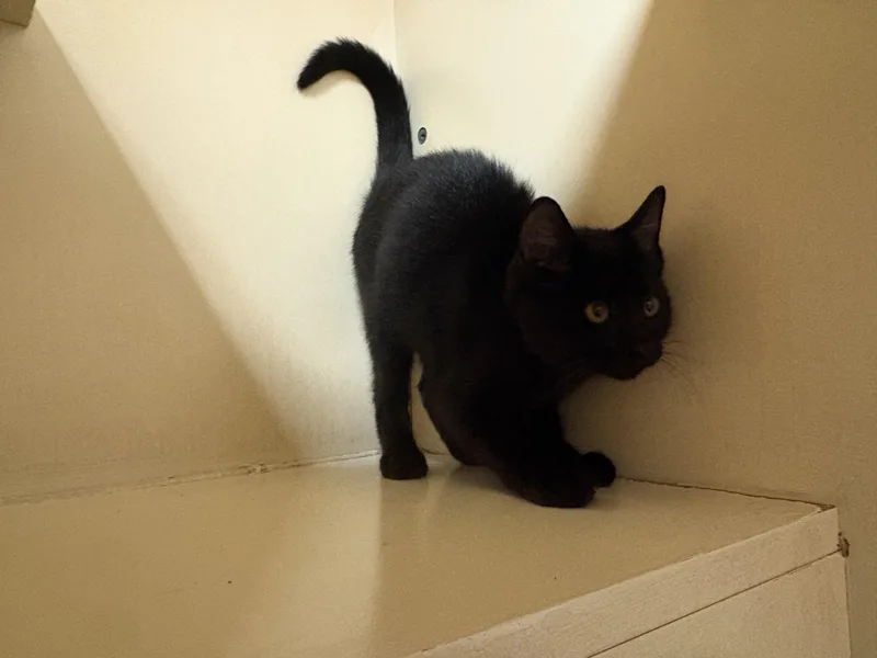 A young medium-sized male Domestic Short Hair cat named Stray Cat for adoption in Hays, KS