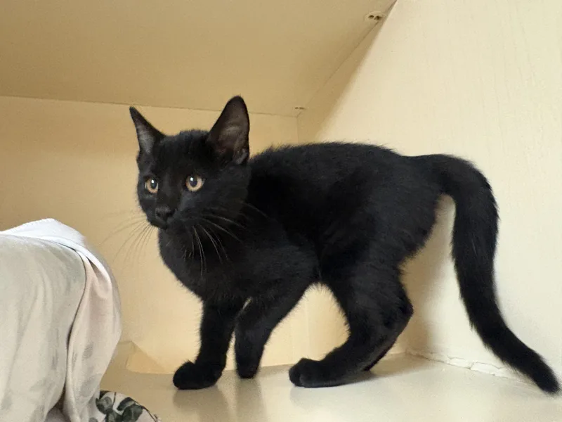 Stray Cat thumbnail 2