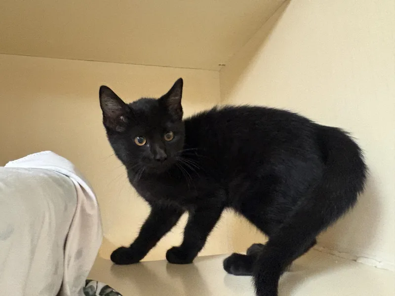 Stray Cat thumbnail 3