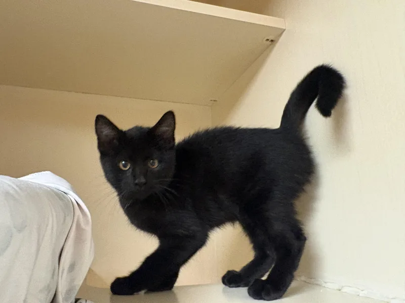 Stray Cat thumbnail 4