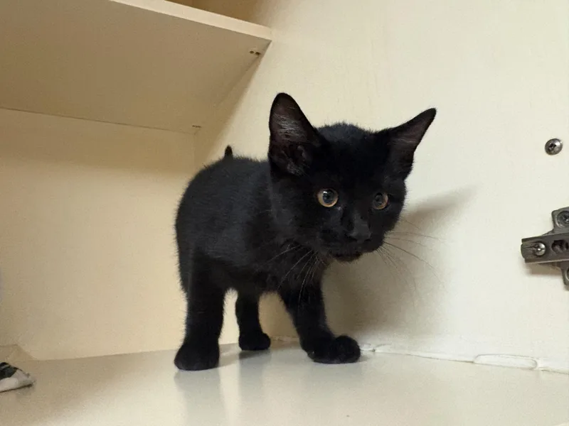 Stray Cat thumbnail 6