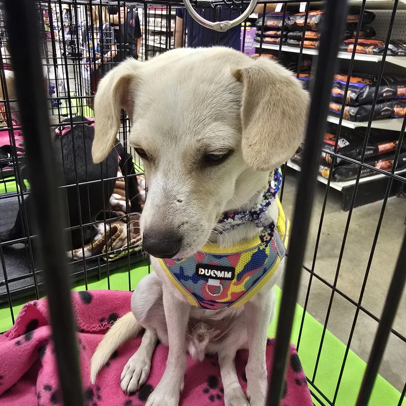 Findley Orthw thumbnail 3