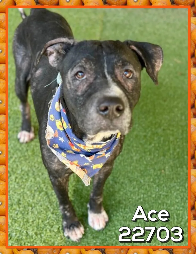 Ace
