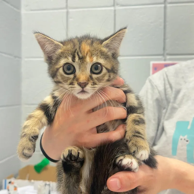 A baby small-sized female Brown / Chocolate Domestic Short Hair cat named Gaia for adoption in West Olive, MI