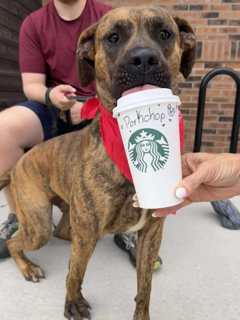 Pork Chop thumbnail 2