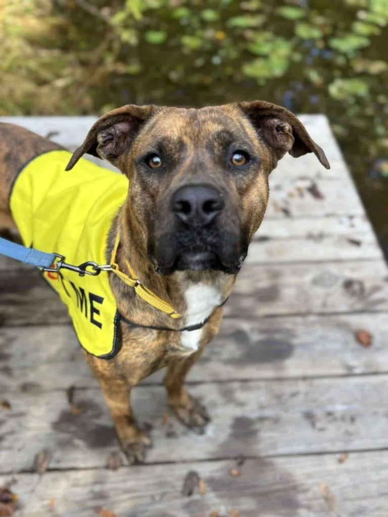 Pork Chop thumbnail 3