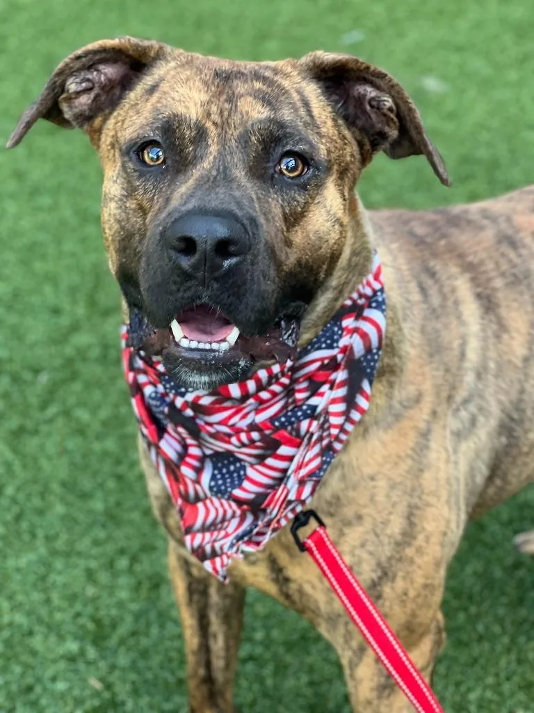 Pork Chop thumbnail 4