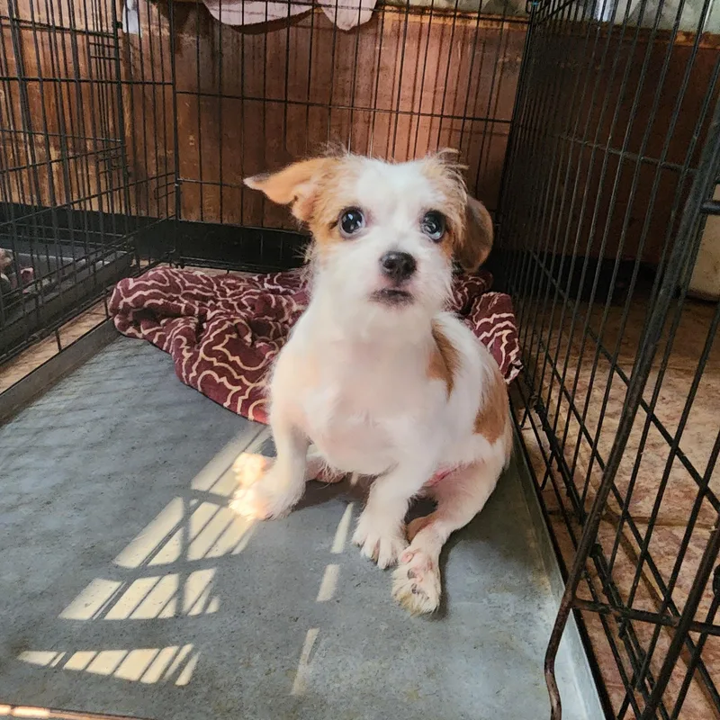 A baby small-sized female White / Cream Norfolk Terrier dog named Macie for adoption in Andover, MA