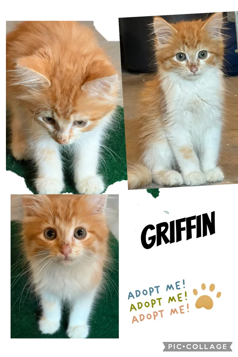 A baby large-sized male Orange & White Domestic Long Hair cat named Griffin for adoption in brant, MI