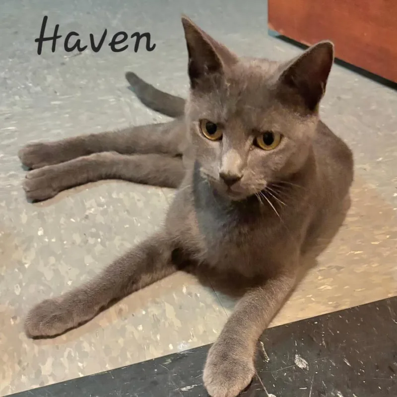 Haven