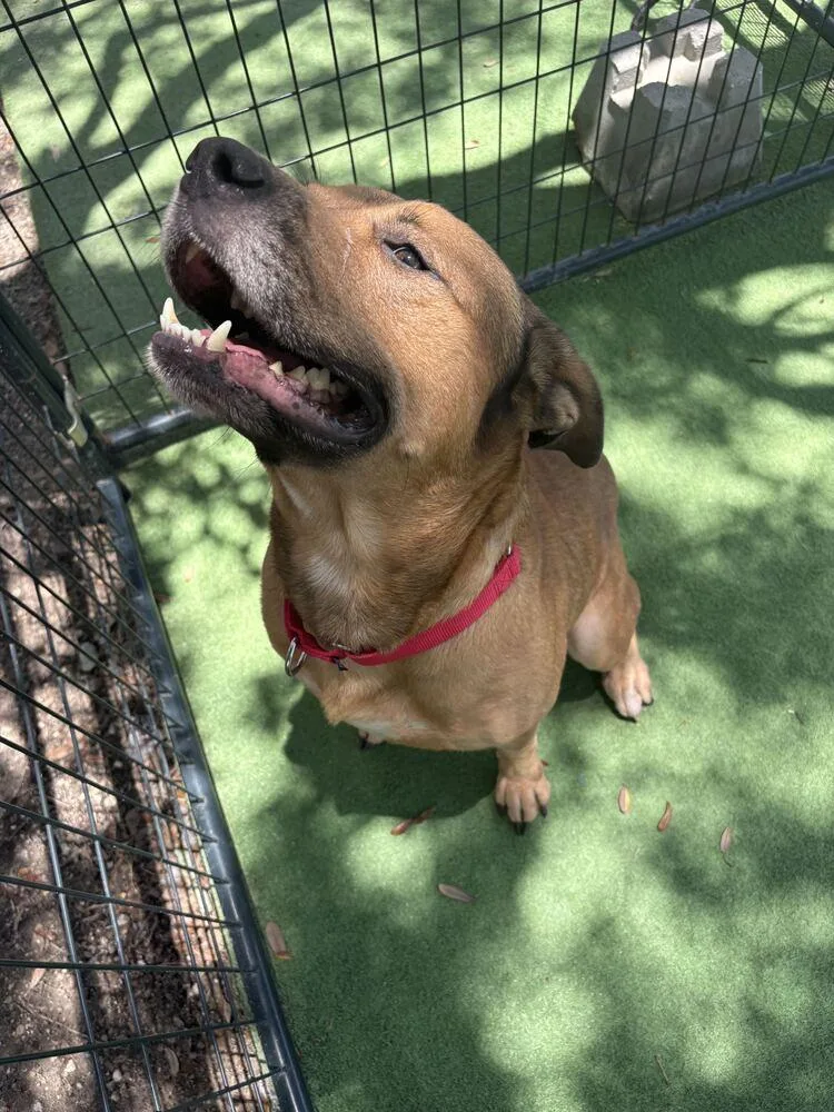 An adult medium-sized male Brown / Chocolate American Bulldog dog named Montana for adoption in Lakeland, FL