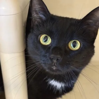 An adult medium-sized female Black & White / Tuxedo Domestic Short Hair cat named Estelle for adoption in Lansing, MI