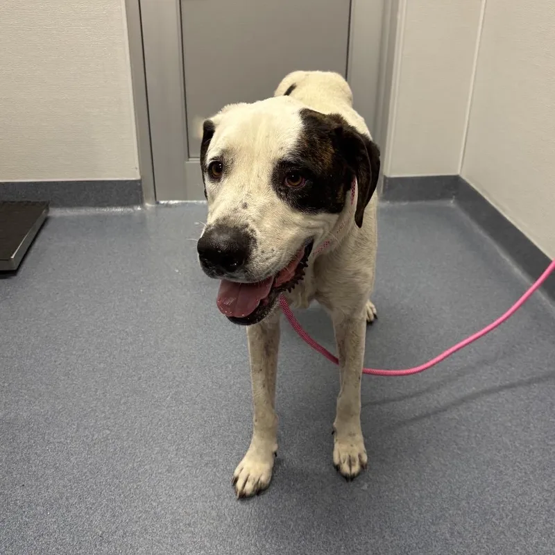 An adult large-sized male White / Cream Mixed Breed dog named Buddy for adoption in St Joseph, MO