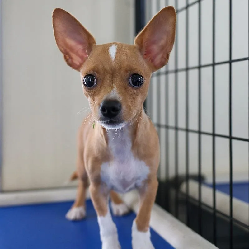 A baby small-sized male Brown / Chocolate Chihuahua dog named Half Pint for adoption in Bradenton, FL