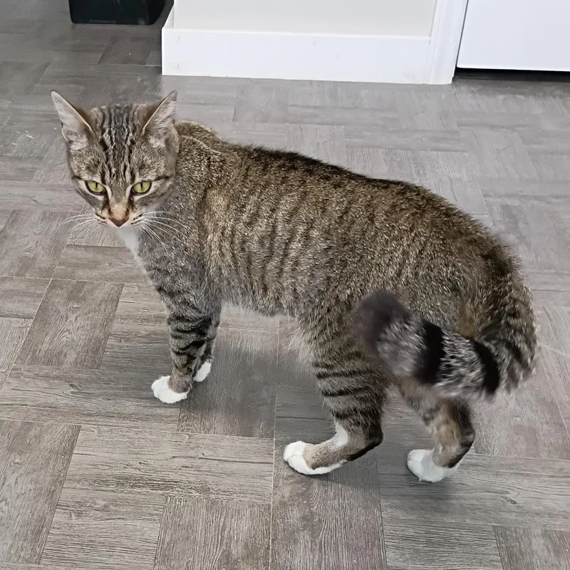 Buttercup thumbnail 2