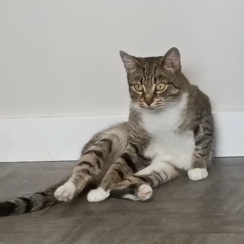 Buttercup thumbnail 3