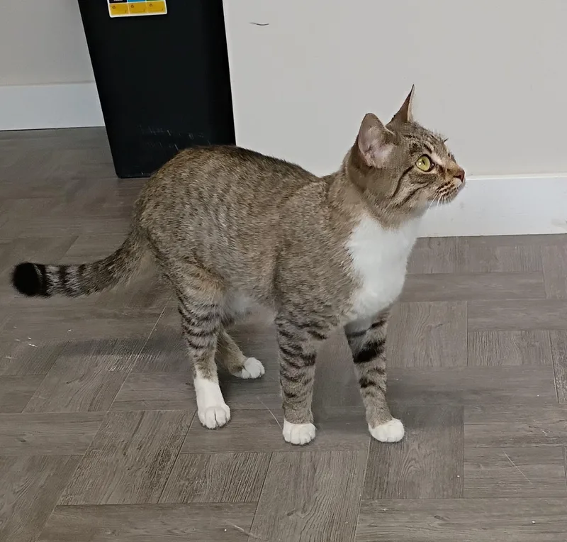 Buttercup thumbnail 4