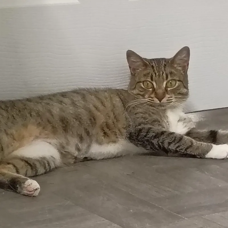 Buttercup thumbnail 5