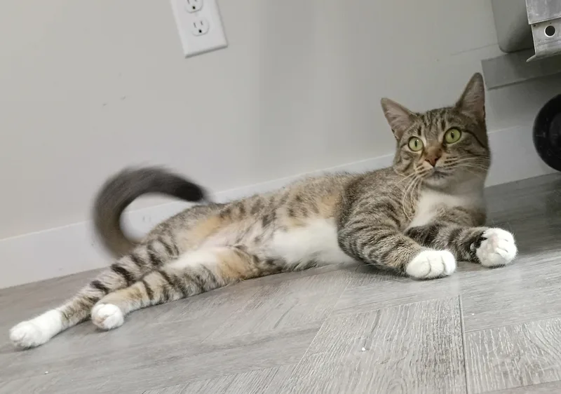 Buttercup thumbnail 6