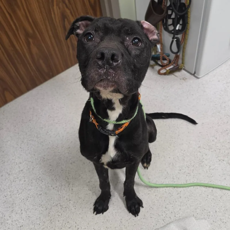 An adult large-sized male Black Mixed Breed dog named Dorian for adoption in Binghamton, NY