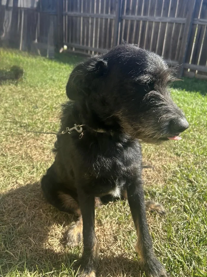A young medium-sized male Black Poodle dog named Knight for adoption in Baker, LA