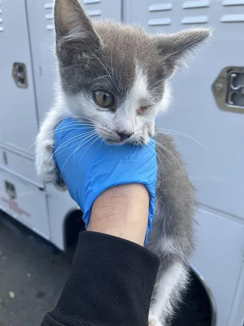 A baby small-sized male Domestic Short Hair cat named Hagrid for adoption in Long Beach, CA