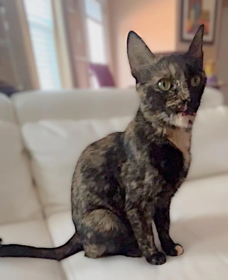 A young medium-sized female Black Domestic Short Hair cat named Jenee for adoption in Allen, TX