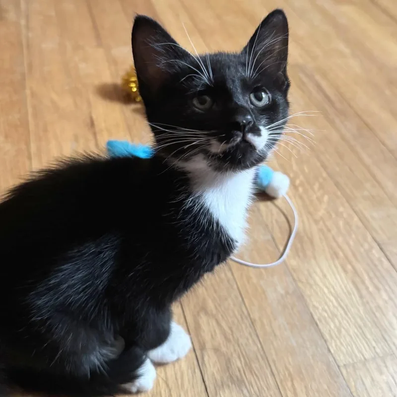 A baby small-sized female Black Domestic Short Hair cat named Clyde for adoption in Wilmington, DE