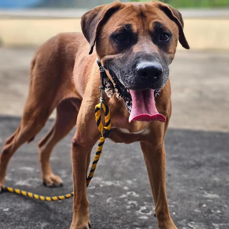 An adult large-sized male Mastiff dog named Chooseok for adoption in Northbrook, IL