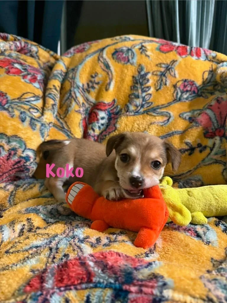 Koko thumbnail 4