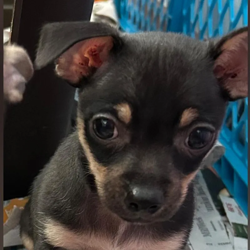 A baby small-sized male Black Mixed Breed dog named Asher for adoption in DeKalb, IL