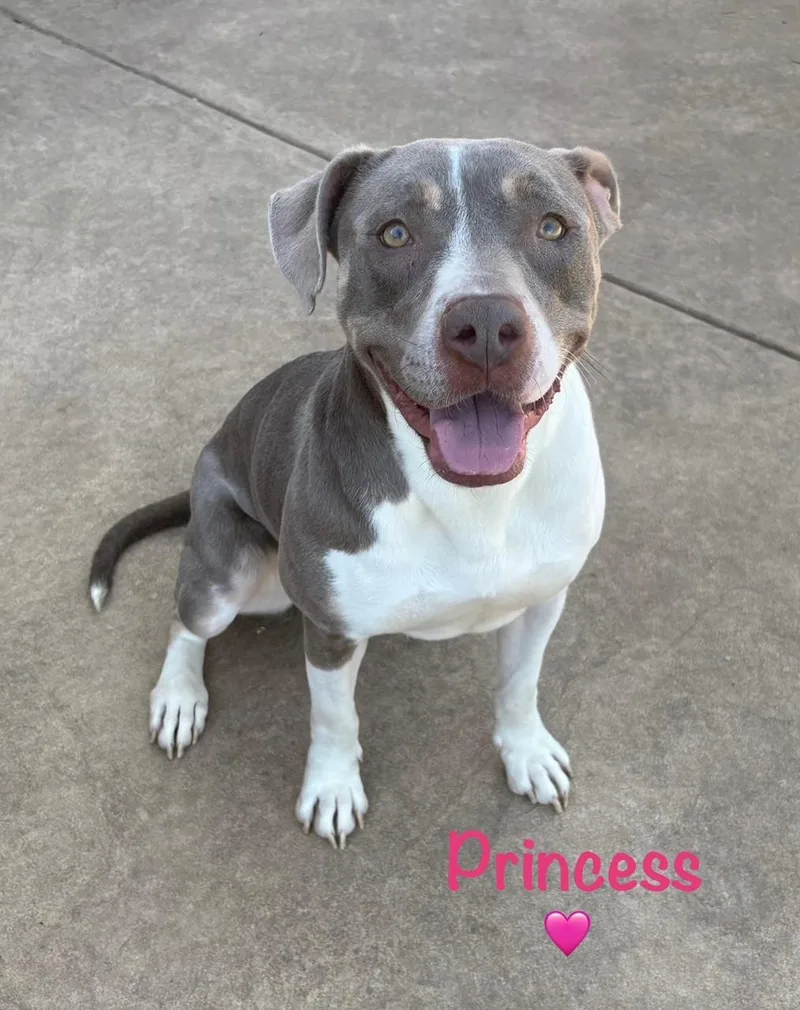 Princess Girl thumbnail 4