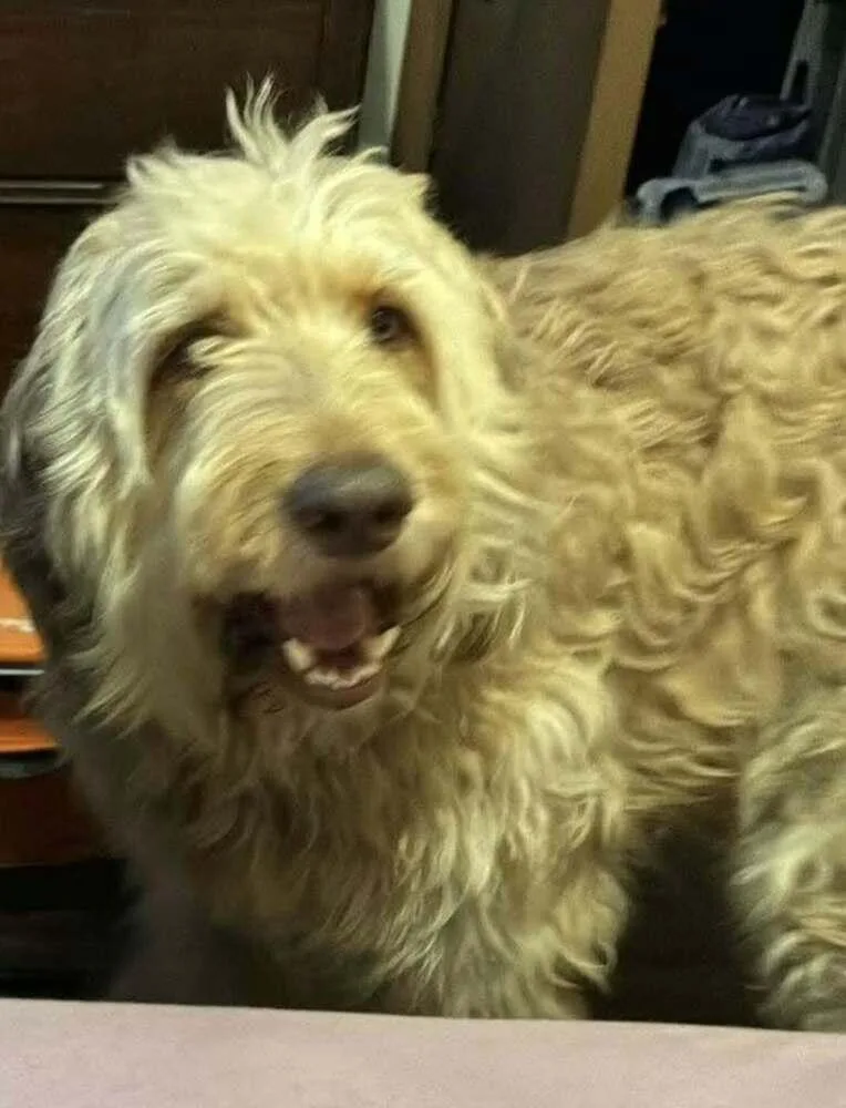 An adult large-sized male Yellow / Tan / Blond / Fawn Labradoodle dog named Blue Doo for adoption in Aurora, IN
