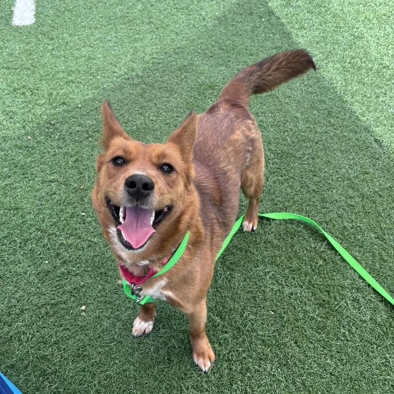 An adult medium-sized female Red / Chestnut / Orange Cattle Dog dog named Foxy for adoption in Batavia, OH