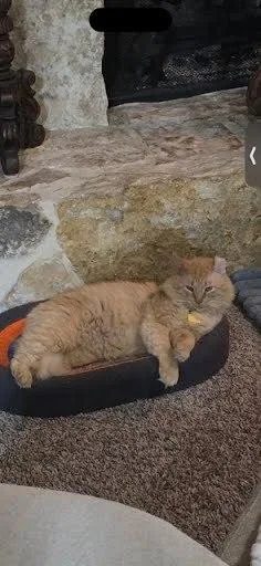 Professor Buddy