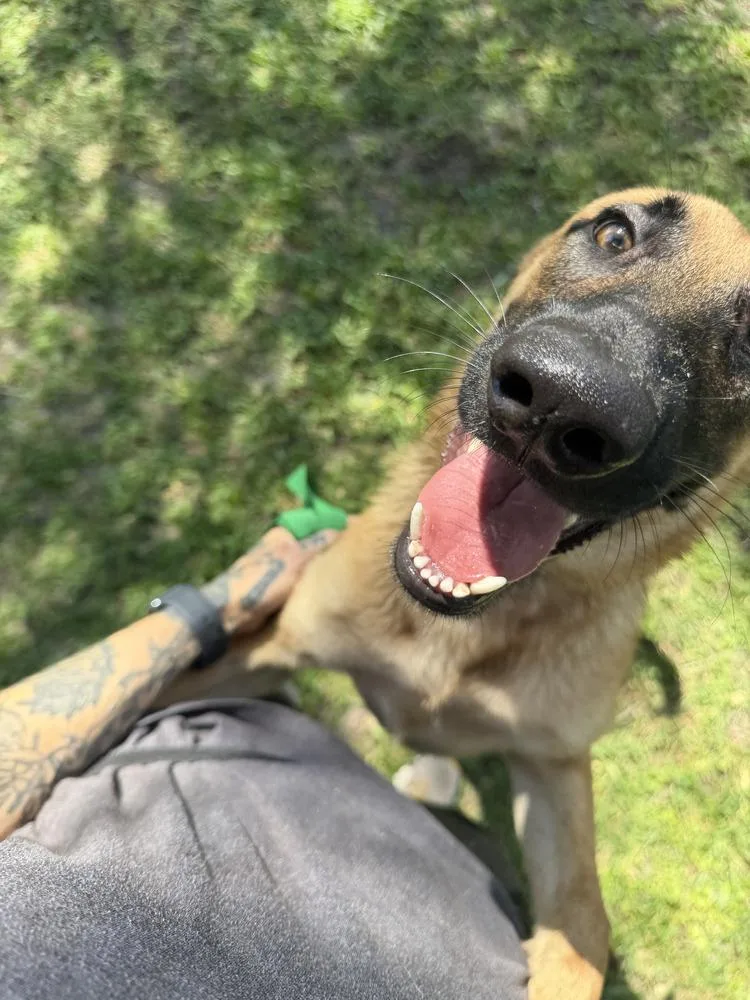 A young medium-sized female Belgian Shepherd / Malinois dog named Mimi Located in for adoption in Imlay City, MI