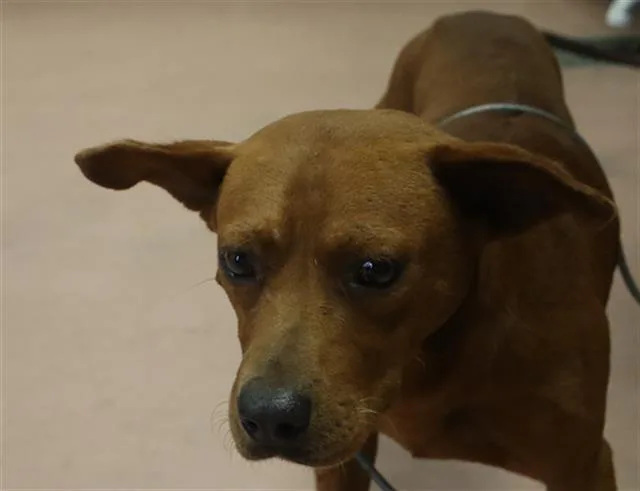 An adult medium-sized male Mixed Breed dog named Samwise for adoption in Columbia, SC