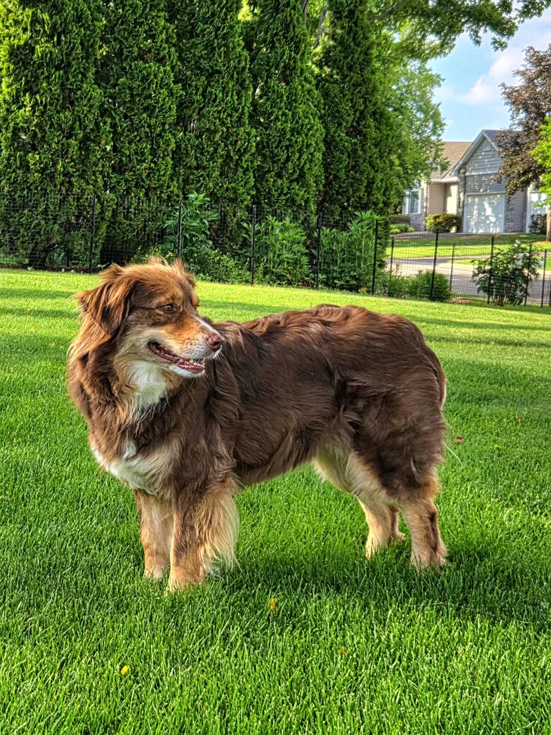 An adult medium-sized female Red / Chestnut / Orange Australian Shepherd dog named Jersey for adoption in Elk River, MN