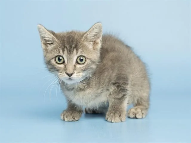 A baby small-sized female Domestic Short Hair cat named Rowena for adoption in Phoenix, AZ