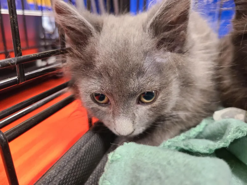 A baby medium-sized male Gray / Blue / Silver Domestic Long Hair cat named Grayson for adoption in Gerrardstown, WV