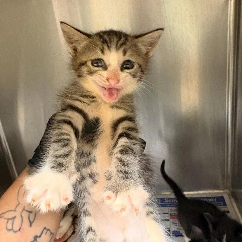 A baby small-sized female Gray / Blue / Silver Domestic Short Hair cat named Sparkle for adoption in Mocksville, NC