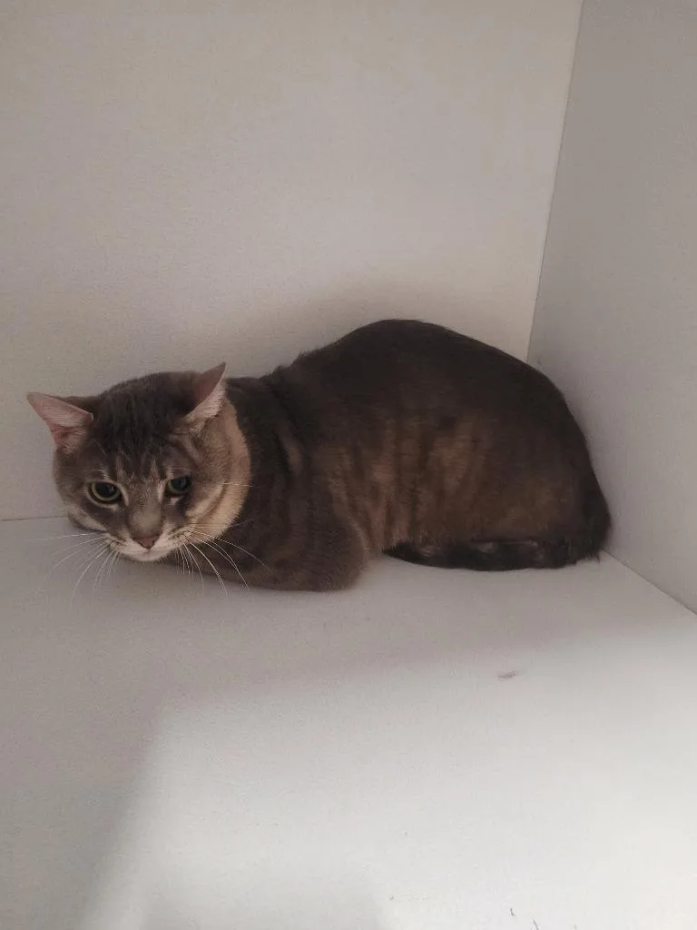 A young large-sized male Domestic Short Hair cat named Shadow for adoption in Huntsville, TX