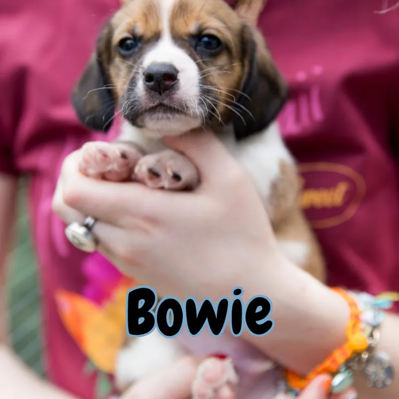Bowie thumbnail 2