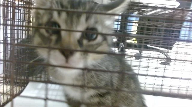 A baby small-sized male Domestic Short Hair cat named Espresso for adoption in Miami, FL