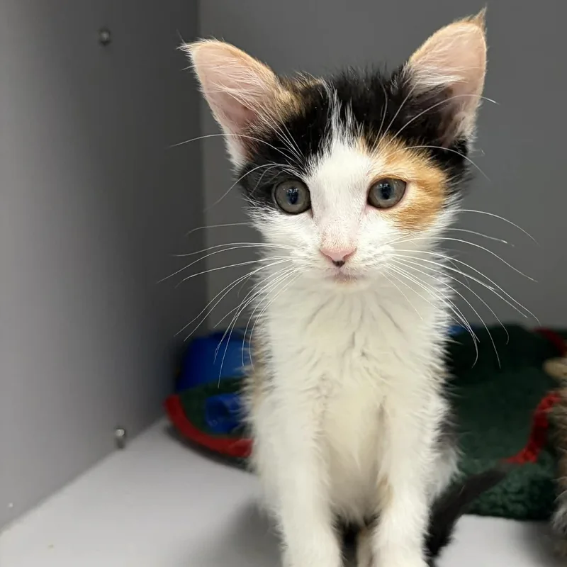 A baby medium-sized female Calico Domestic Short Hair cat named Apples for adoption in Nevada, MO