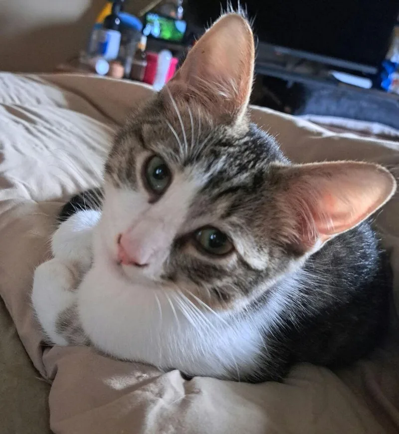 A baby small-sized male Orange & White Domestic Short Hair cat named Cookies & Cream for adoption in West Mifflin, PA
