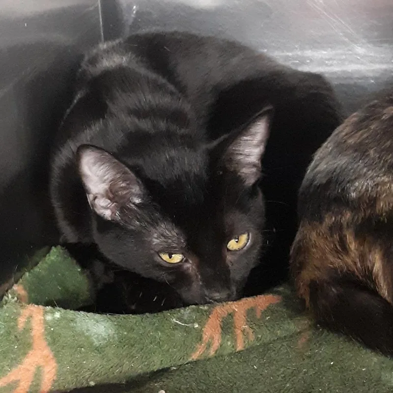 A young medium-sized female Black Domestic Short Hair cat named Marge for adoption in Spokane, WA