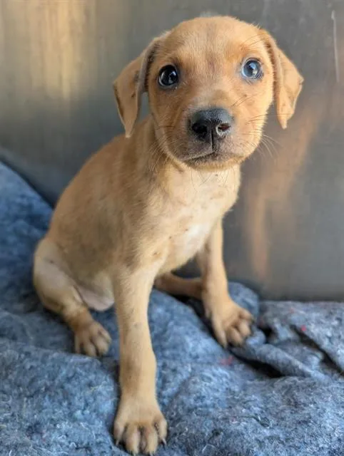 A baby small-sized female Labrador Retriever dog named Savannah for adoption in San Antonio, TX
