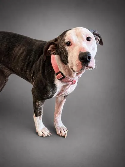An adult large-sized female Pit Bull Terrier dog named Miaha SPONSORED for adoption in Bowling Green, KY