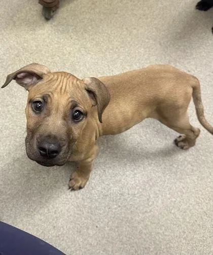 A baby small-sized male Boxer dog named Ron for adoption in Palm Coast, FL